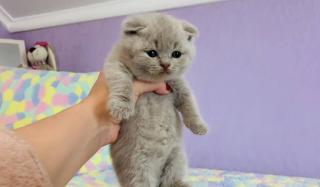 Шотландська висловуха, котик - фото