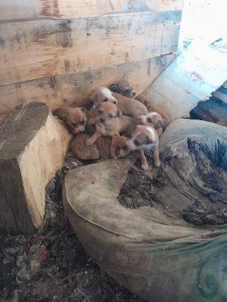 Віддаю цуценят - фото