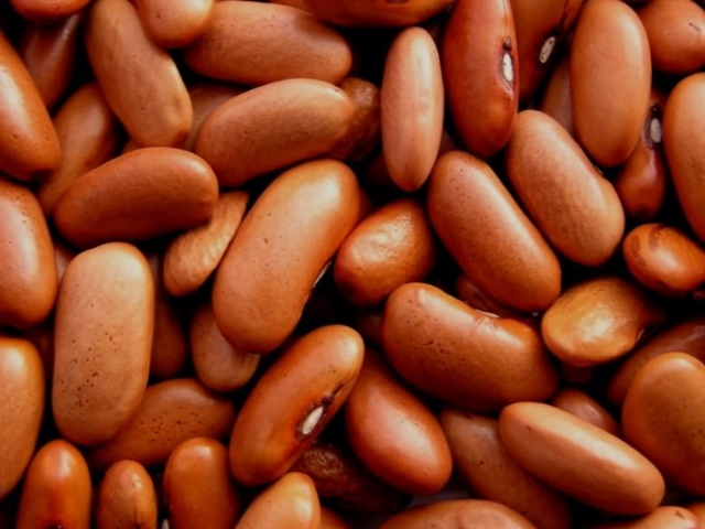 Квасоля, відбірні, перевірені сорти, фото 1 Квасоля, відбірні, перевірені сорти, фото 1