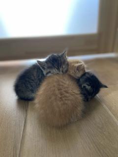 Котенята в добрі руки - фото