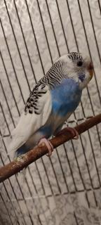 Хвилясті папужки - фото