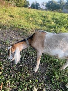 Цап Англо-нубійський 100% в'язка коз - фото