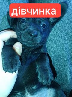 Віддам гарних щенят в нову сім'ю - фото