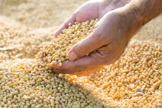 Купуємо половинки сої з господарств України - фото