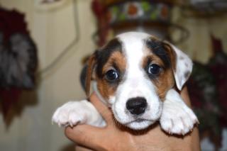 Джек рассел терʼєр Хлопчик!!!!! - фото