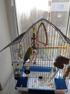 Віддам у добрі руки - фото