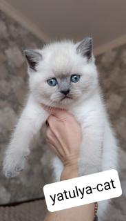 Шотландська дівчинка блюпойнт - фото