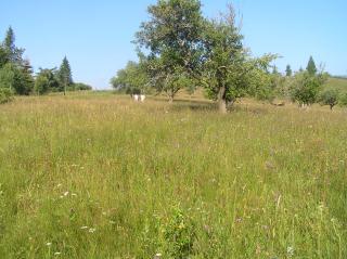 Продаю земельну ділянку в Карпатах - фото