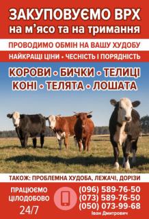 Закуповуємо врх м'ясо та на тримання корови коні телиці телята лошата - фото