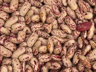 Продаж квасолі. Купити квасолю. Квасоля в наявності - фото