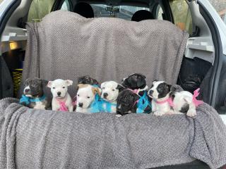 Продам щенят - фото