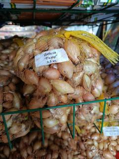 Голландська цибуля-севок Radar (Радар) - фото