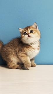 Шотландська дівчинка золота. - фото