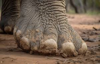 Hathi kai paer ki mitti - фото