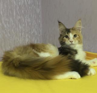 Мейн кун дівчинка з родословною. - фото