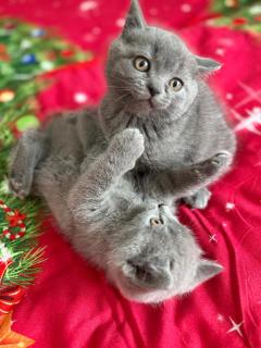Шотландські чистокровні прямовухі кошенята. - фото