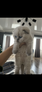 Бронюємо кошенят