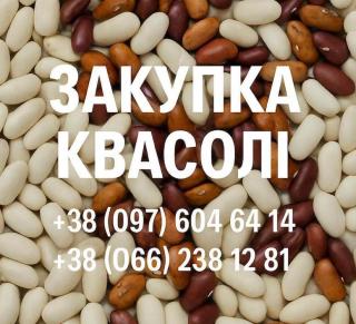 Купуємо квасолю білу та кольорову. Самовивіз - фото