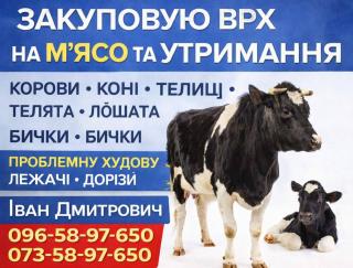 Закуповуємо врх м'ясо та на тримання корови коні телиці телята лошата лежачі