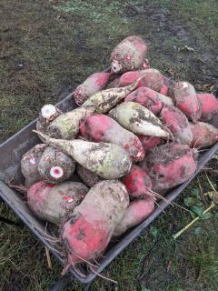 Продам буряк кормовий великий екологічно чистий - фото