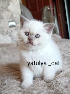 Шотландський блюпойнт хлопчик