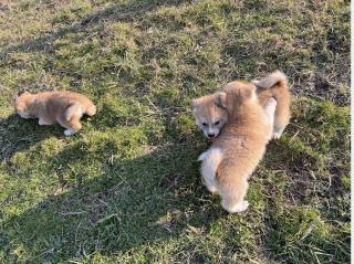 Продаються цуценята акіта-іну - фото