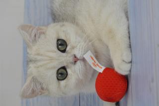 Британські кошенята British Shorthair – чистокровні, з документами | розплідник MoonStory - фото
