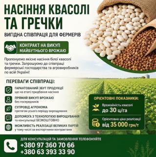 Реалізуємо насіння білої квасолі та гречки - фото