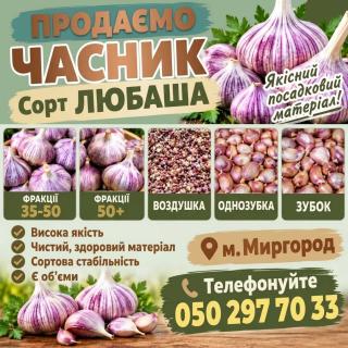 Продам часник сорт "Любаша" - фото