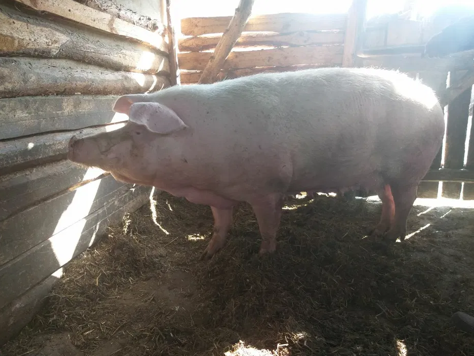 Продам свиню терміново, фото 1 Продам свиню терміново, фото 1
