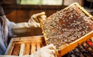Продам високопродуктивні бджоли
