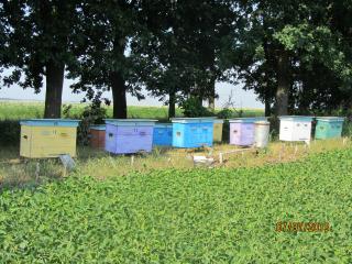 продам бджолосім'ї з вуликами на українську рамку - фото