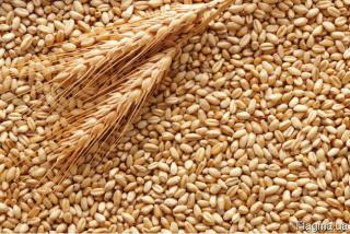 Продам зерно пшеницы Срочно - фото