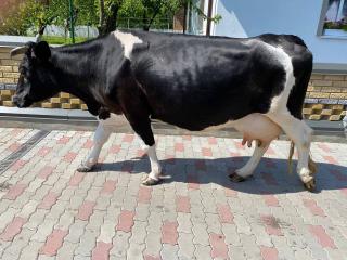 Продається корова 8 років - фото