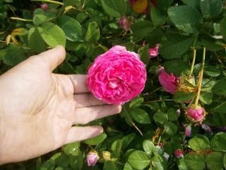 Гідролат троянди (розовая вода) 100% з високим вмістом трояндової олії - фото