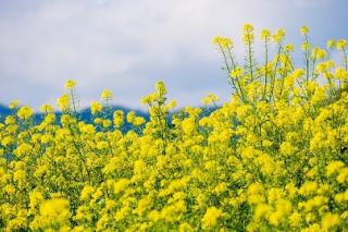 Постійно закуповуємо зерновідходи ріпаку, соняшнику. - фото