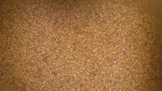 Продам зерно очищене - фото