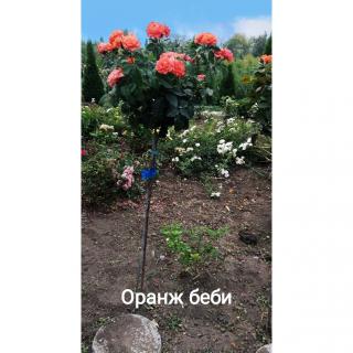 Розы штамбовые, высылаем по Украине - фото