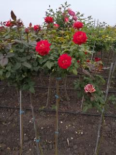 Розы штамбовые, рябина шаровидная, опт и розница - фото