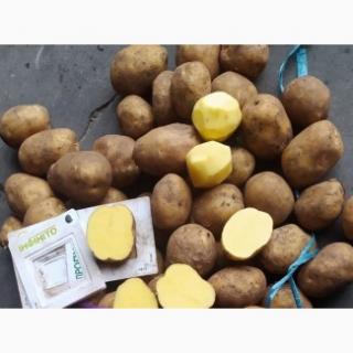 Картофель от производителя продам с овощехранилища - фото