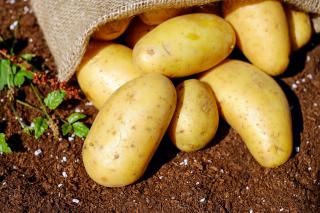 Продовольча та насіннєва картопля селекції Інституту картоплярства - фото