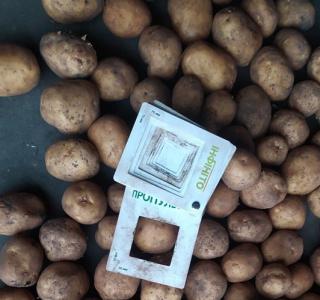 Картопля від виробника продам з овочесховища - фото