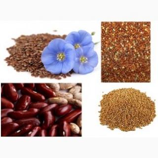 Лён коричневый, золотистый, фасоль, сорго, просо куплю - фото