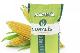 Продам семена кукурузы Астероид ЕС Евралис - фото