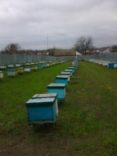 Продам бджолопакети та бджолосім'ї - фото