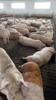 Продаж свиней живою вагою (вага 120-130 кг) - фото