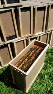 Бджолопакети 4 рамки розплоду - фото