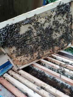 Продам бджолопакети в великій кількості - фото