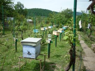 Продам плідні бджоломатки карпатки - фото
