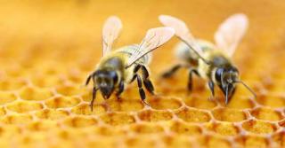 Продаются пчелосемьи, недорого. Продам бджіл недорого. - фото